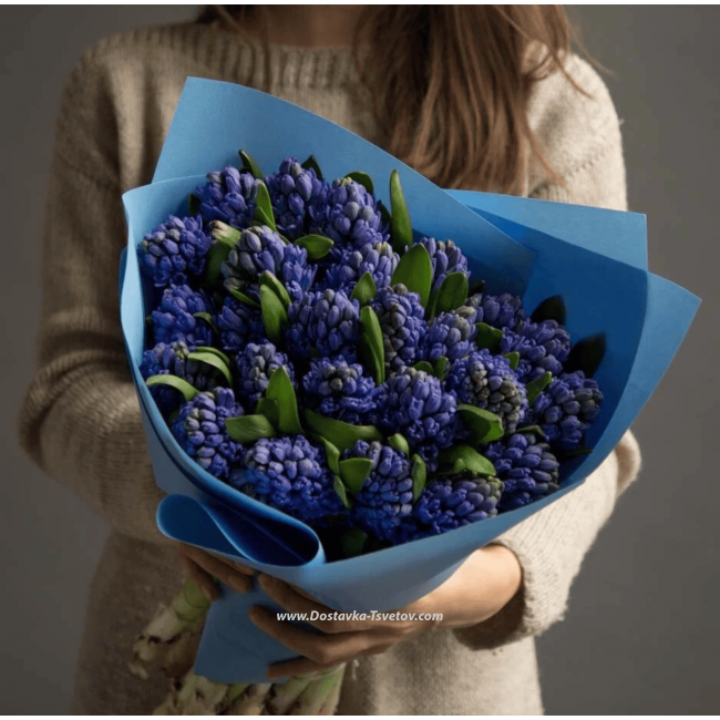 Цветы 19  синих гиацинтов "Сумерки"