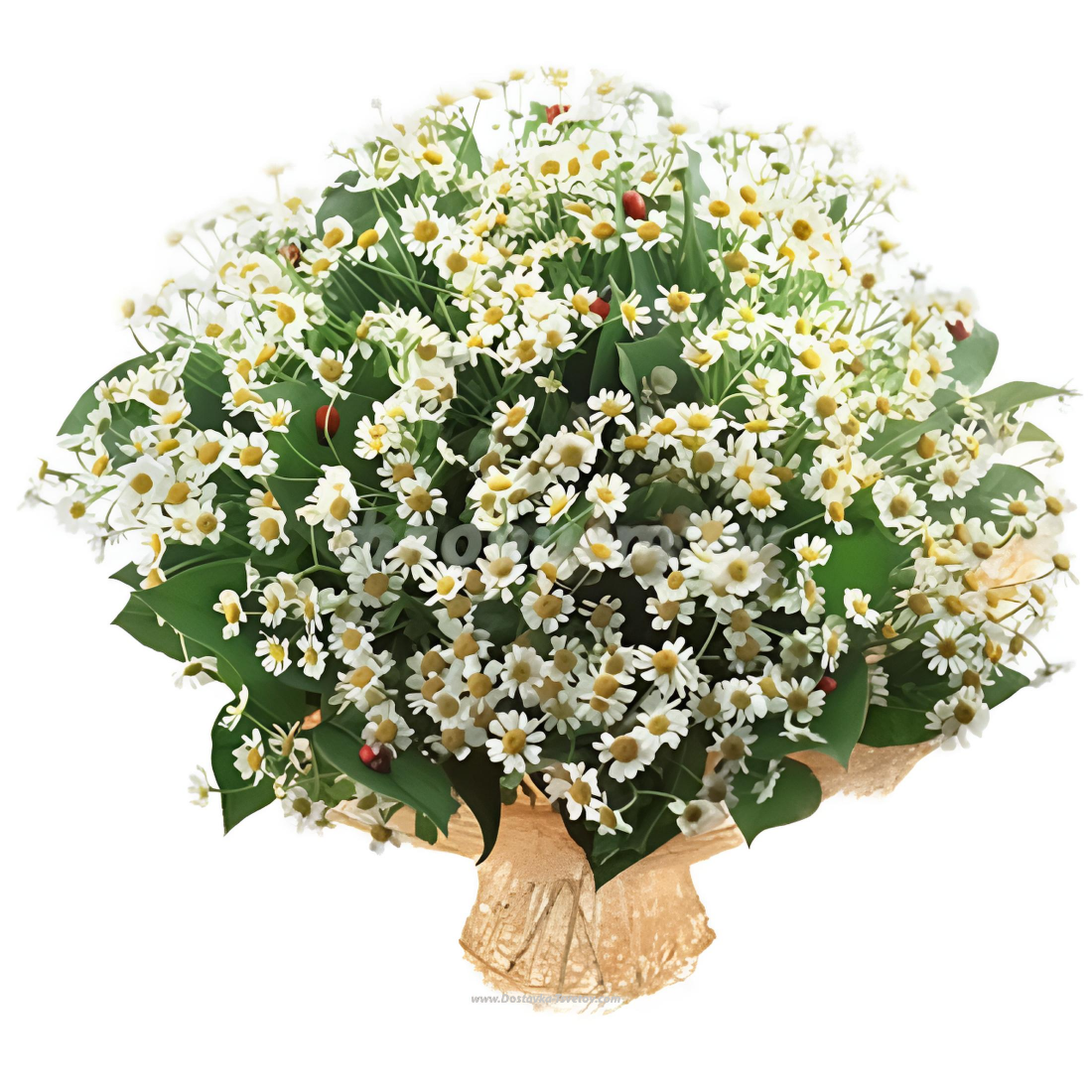 Букет ромашек "Ромашковое Поле" Ромашки Букет ромашек "Ромашковое Поле"