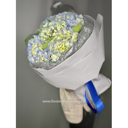 Цветы Голубые гортензии "Вечер"