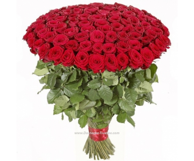 Розы Огромный букет роз "Маджента"