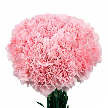 Carnation Букет розовых гвоздик "Сузанна" Carnation Букет розовых гвоздик "Сузанна"
