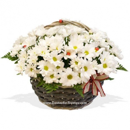 Хризантемы Белые цветы "Доброе Сердце"