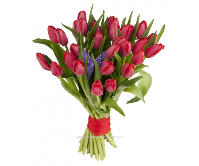 Цветы Красные тюльпаны "Аладдин"