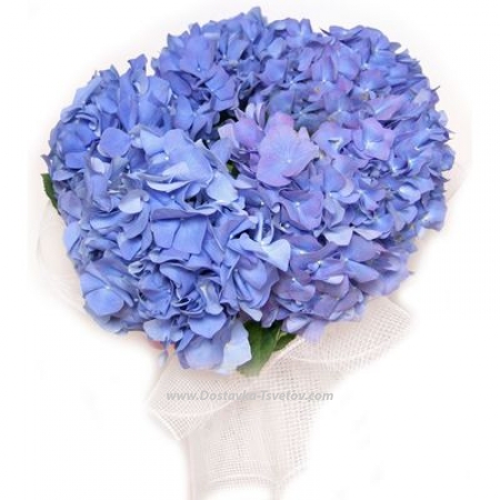 Цветы Синие гортензии "Капель"