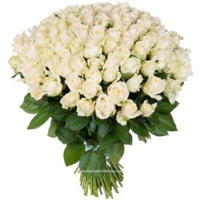 Цветы Розы метровые "Белые Ночи"