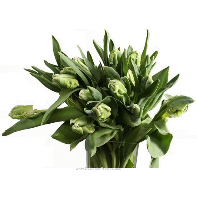 Зеленые букеты Зелёный букет тюльпанов "Горыныч"