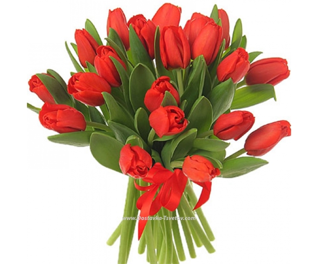Тюльпаны Красные тюльпаны "Огни Города"