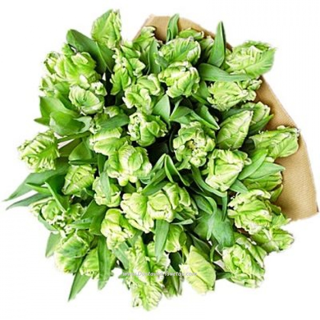 Зеленые букеты Бело-зелёные тюльпаны "Ёжик"