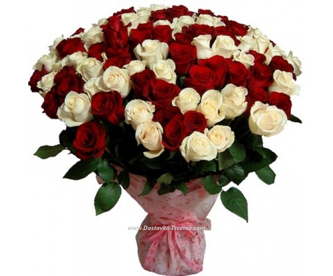 Розы 101 красно-белая роза "Богиня"