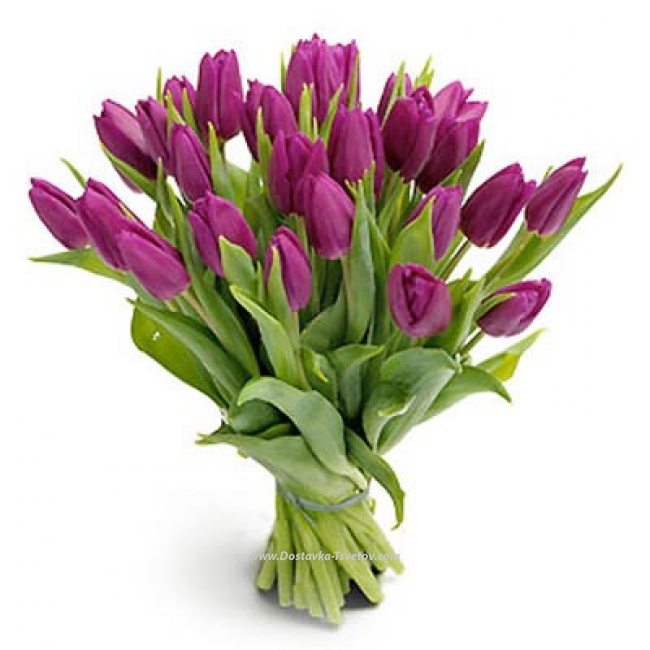 Цветы Фиолетовый букет тюльпанов "Альбион"