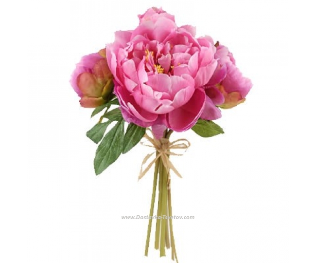Цветы Розовые пионы "Ангелина"