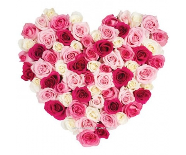 Розы Цветное сердце "Магдалена"