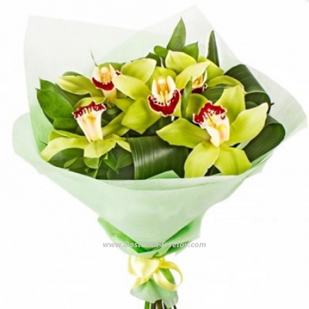 Зелёные орхидеи "Фисташка"