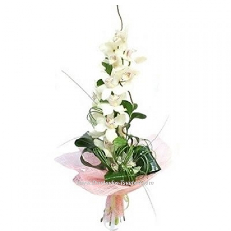 Белая орхидея "Снежная Вершина"