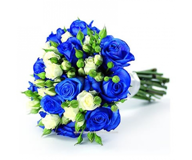 Синие Розы Бело-синие розы "Синий Бархат"