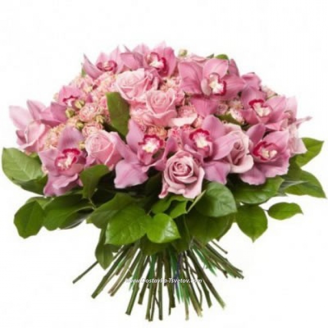 Цветы Розовые орхидеи "Вишневый Сад"