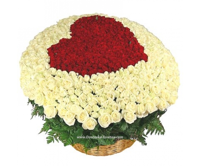 Розы 501 роза в корзине "Мерлин Монро"