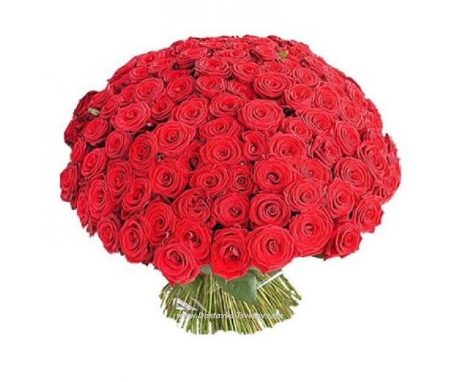 Красные розы "101 Поцелуй"