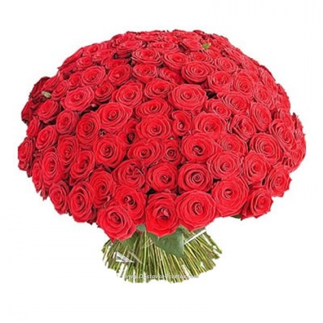Красные розы "101 Поцелуй"