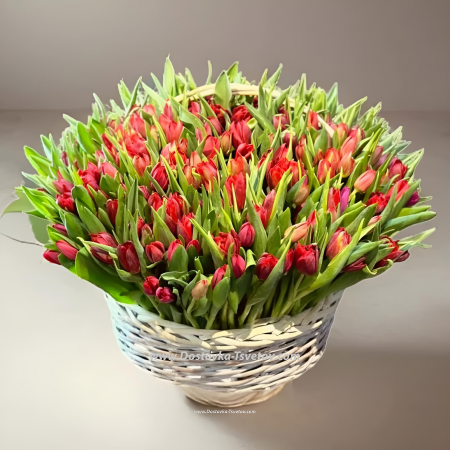301 тюльпан в корзине "Лямур"