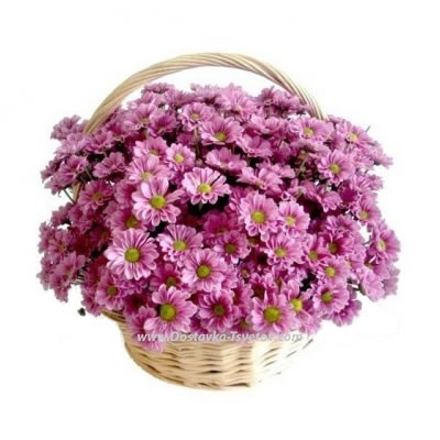 Корзина  розовых хризантем "Каникулы"