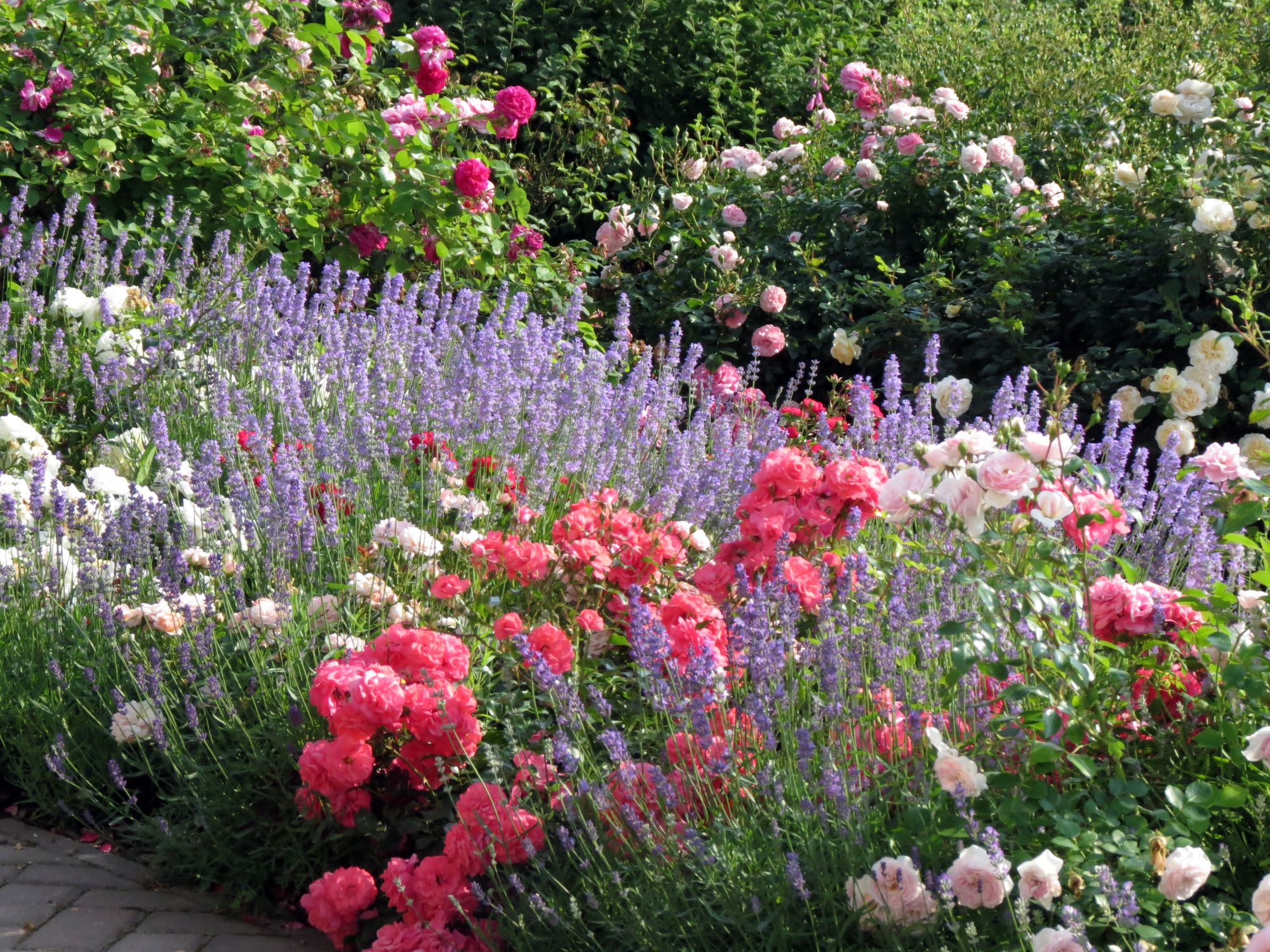 Сочетание роз с цветами в саду
