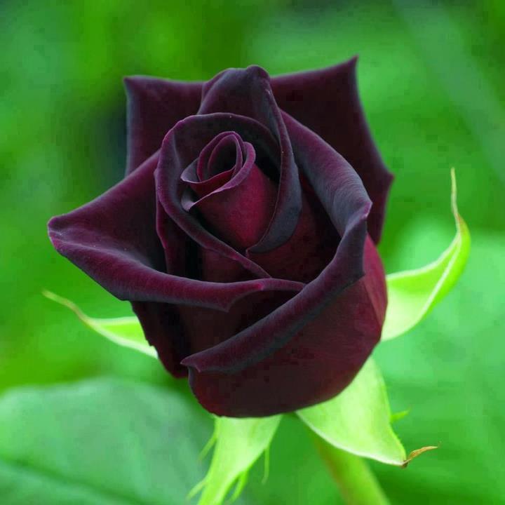 Необычные сорта цветов роз - статьи интернет-магазина «Доставка цветов».