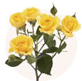 Роза кустовая желтая