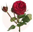 Роза пионовидная красная