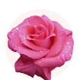 Роза Аква 60 см