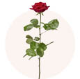 Роза метровая красная