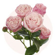 Роза пионовидная кустовая розовая