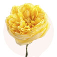 Роза пионовидная жёлтая