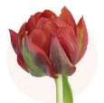 Тюльпан пионовидный красный