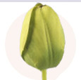 Тюльпан зелёный