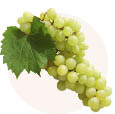 Виноград зелёный