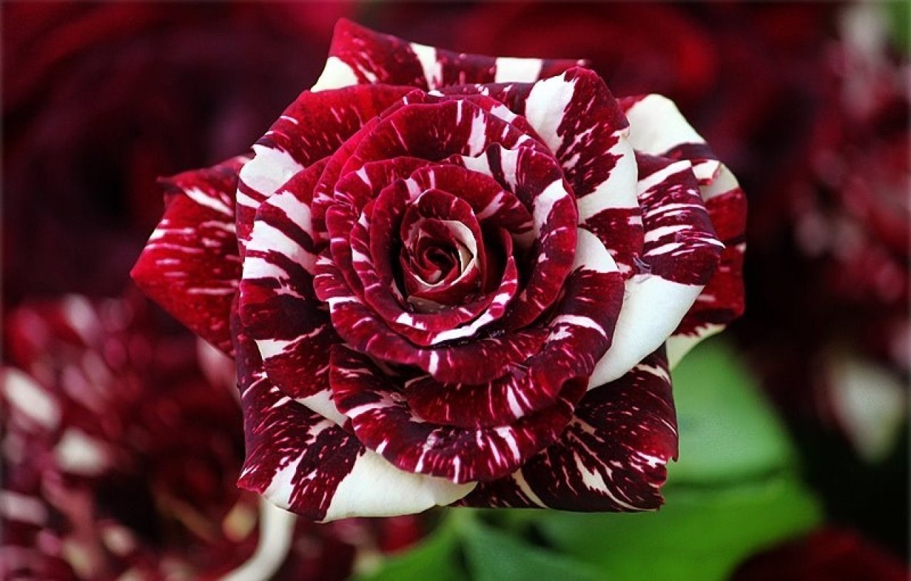 ТОП-10 необычных сортов роз - статьи интернет-магазина «Доставка цветов».