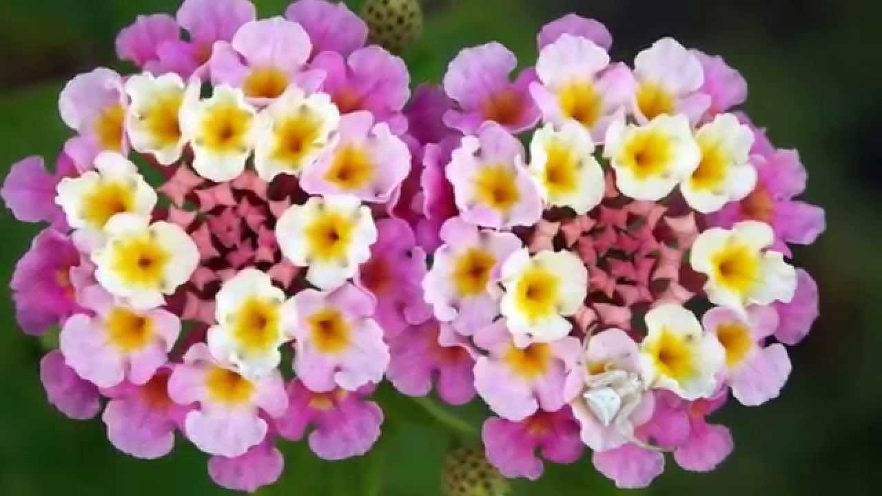 Цветы панские другое название